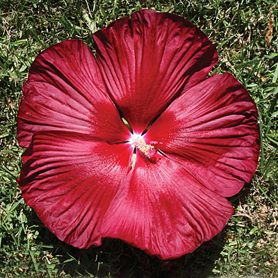 Hibiscus m. 'Honeymoon Deep Red'