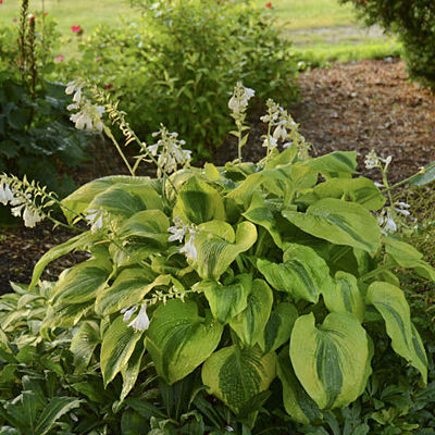 Hosta 'Afterglow'