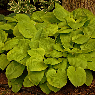 Hosta 'August Moon'