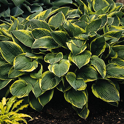 Hosta fort. 'Aureo-Marginata'