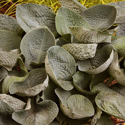 Hosta 'Big Daddy'