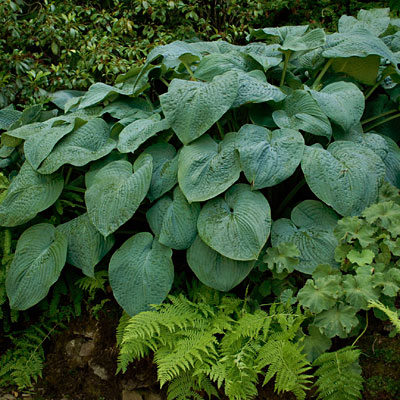 Hosta 'Blue Angel'