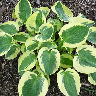 Hosta 'Brim Cup'