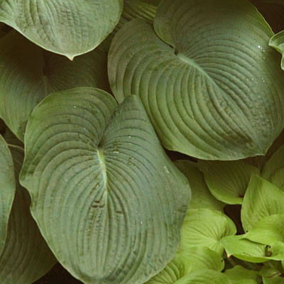 Hosta s. 'Elegans'