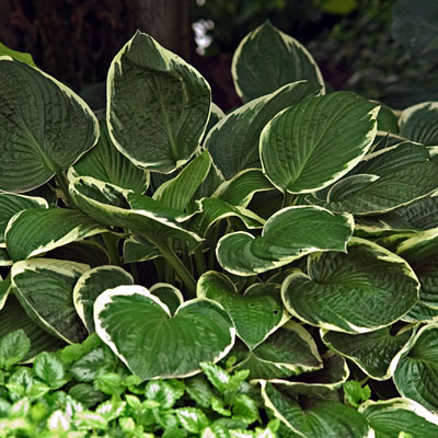 Hosta fort. 'Francee'