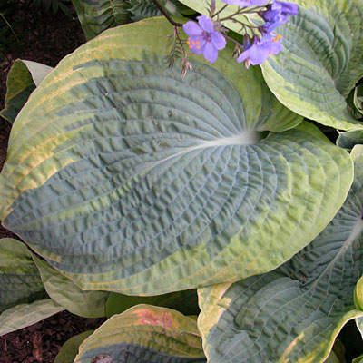 Hosta s. 'Frances Williams'