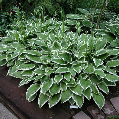 Hosta 'Gingko Craig'