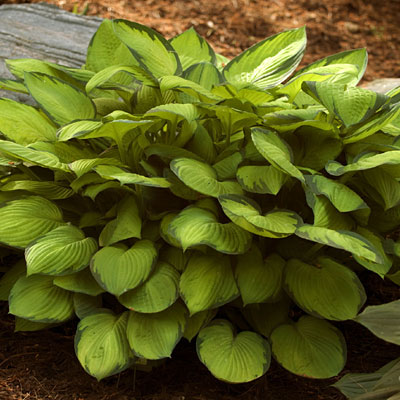 Hosta 'Gold Standard'