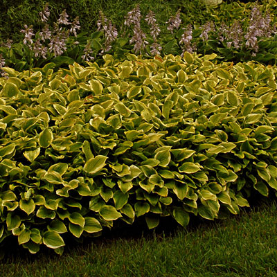 Hosta 'Golden Tiara'