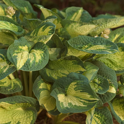 Hosta s. 'Great Expectations'