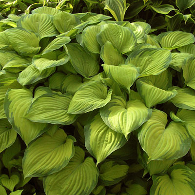 Hosta 'Guacamole'