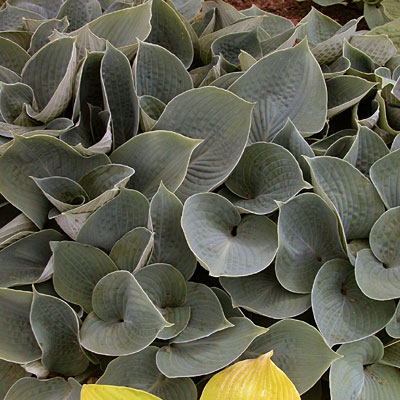 Hosta 'Hadspen Blue'