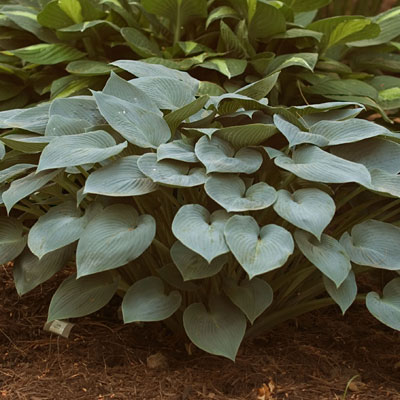 Hosta tard. 'Halcyon'