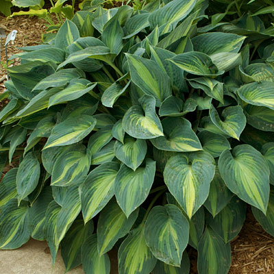 Hosta tard. 'June'