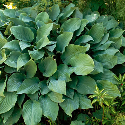 Hosta 'Krossa Regal'