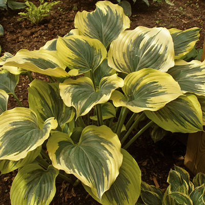 Hosta 'Liberty'