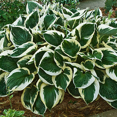 Hosta 'Minuteman'