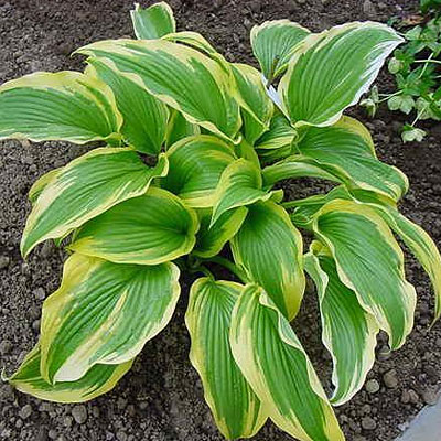 Hosta m. 'Aureo-Marginata'