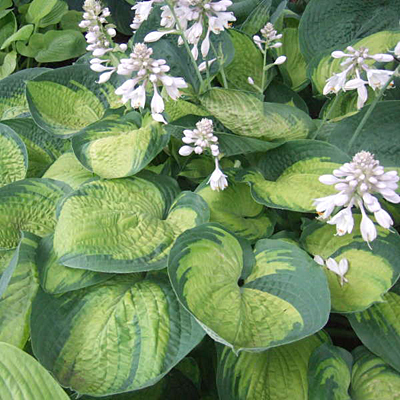 Hosta 'Paradigm'