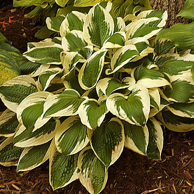 Hosta 'Patriot'