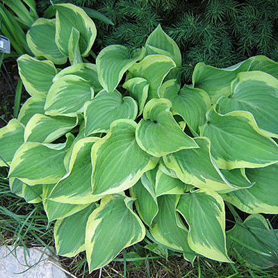 Hosta 'Pilgrim'