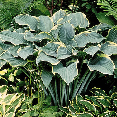 Hosta 'Regal Splendor'