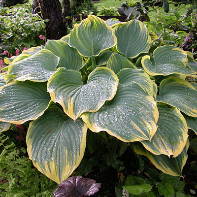 Hosta 'Sagae'