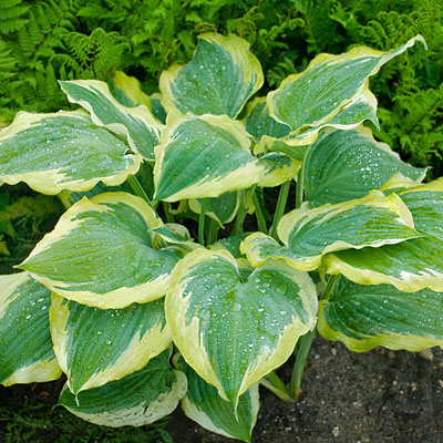 Hosta 'Seducer'
