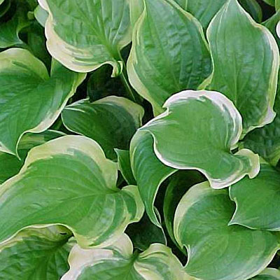 Hosta 'So Sweet'