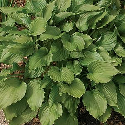 Hosta 'Stirfry'