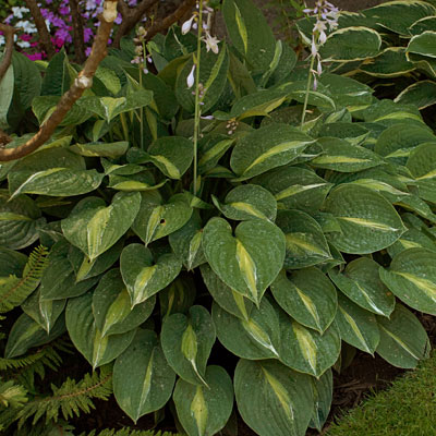 Hosta 'Striptease'