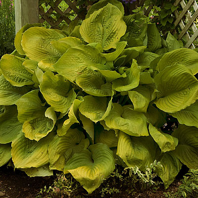 Hosta 'Sum & Substance'