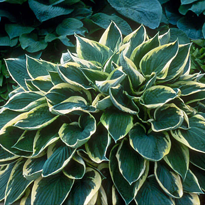 Hosta 'Sundance'