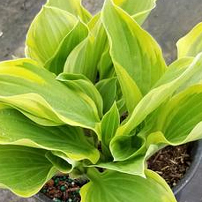 Hosta 'Tambourine'
