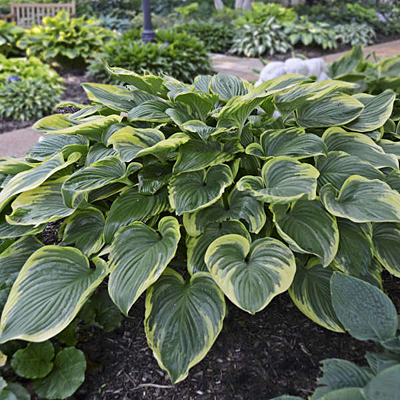Hosta 'Victory'