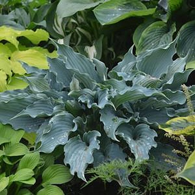 Hosta 'Waterslide'