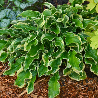Hosta 'Wheee'