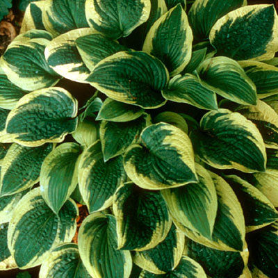 Hosta 'Wide Brim'