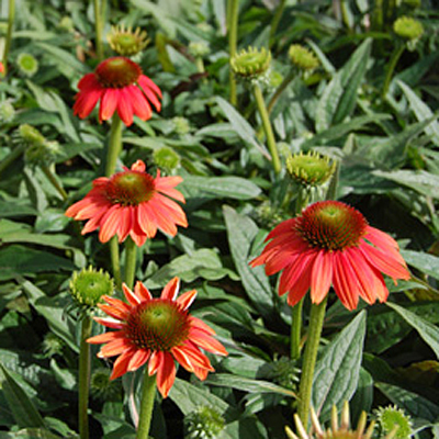 Echinacea p. 'Sombrero Hot Coral'
