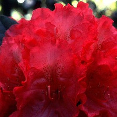 Rhododendron 'Hot Dawn'