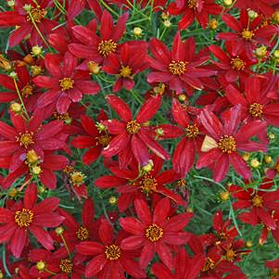 Coreopsis v. 'Hot Paprika'