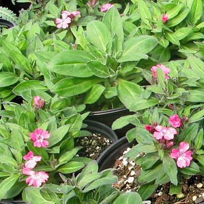 Silene c. var. w. 'Hot Pink'