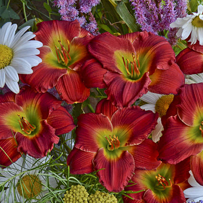 Hemerocallis 'Red Hot Returns'