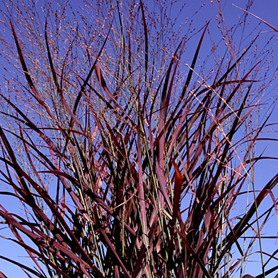 Panicum v. 'Hot Rod'