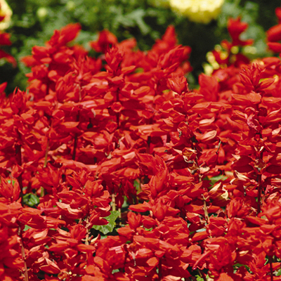 Salvia splendens 'Red Hot Sally'