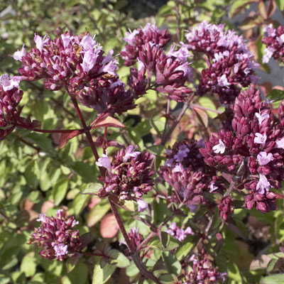 Oregano