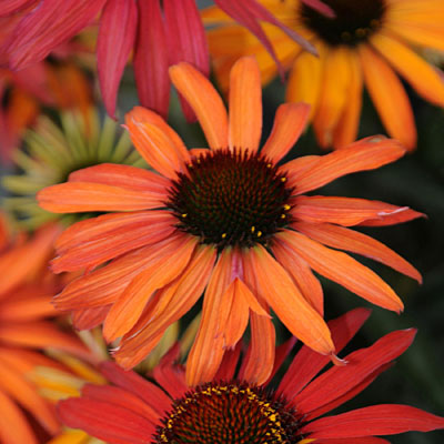 Echinacea x 'Hot Summer'