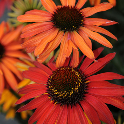 Echinacea p. 'Hot Summer'