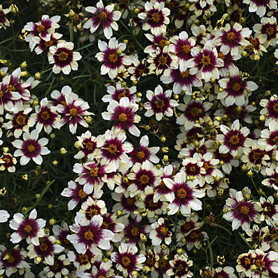 Coreopsis v. 'Red Hot Vanilla'