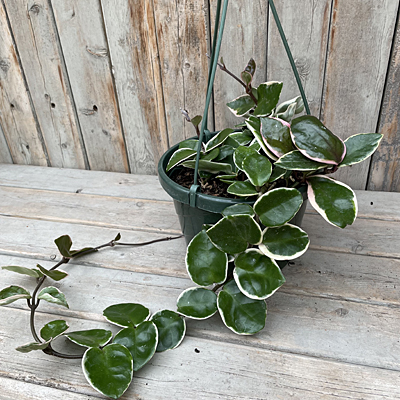 Hoya